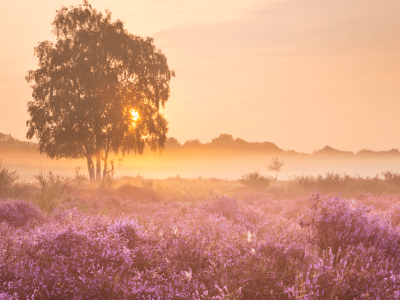 Een boom in het midden van een veld met paarse bloemen, wat een prachtig landschap vormt.